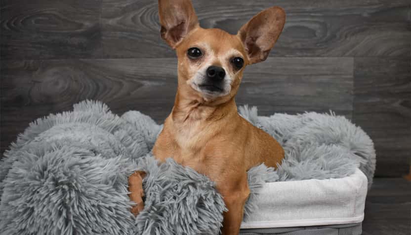 Rocko The Chihuahua | 95.9 The Ranch KFWR