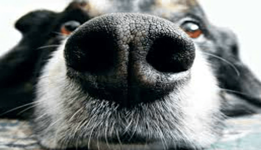 dog-nose-1-832