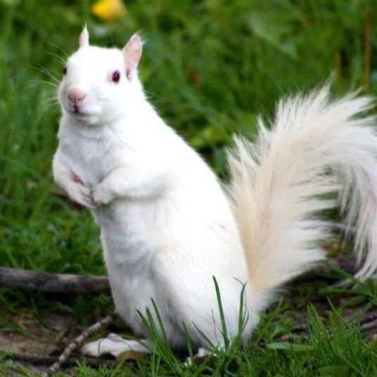 White Squirrel Festival Begins Friday | WENK-WTPR | KFKQ