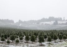 snow-on-christmas-tree-farm-oregon