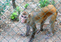 UL Monkey captured