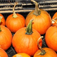 bunch of pumpkins