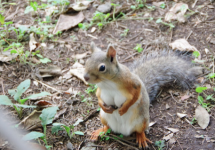 squirrel with large breasts