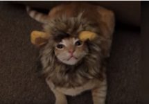 cat-in-lion-costume