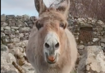 harriet the donkey