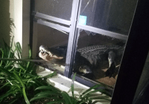 Alligator breaks through window