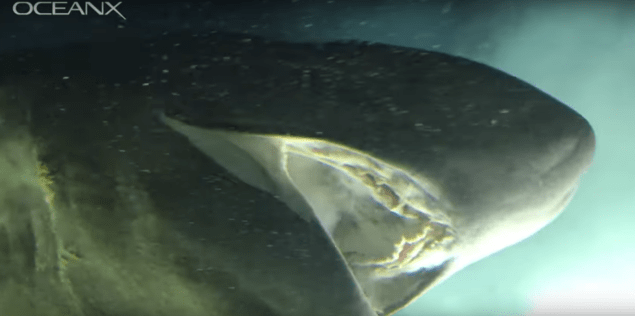 Video of a Massive Shark Bigger Than a Mini Submarine | Big 102.1 KYBG-FM