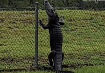 alligator climbs fence in Florida