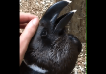 raven-or-rabbit-illusion-png-2