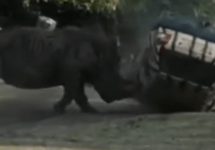 rhino-attacks-car-png