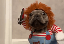 french-bulldog-in-chucky-costume-png
