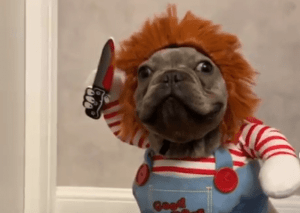 french-bulldog-in-chucky-costume-png