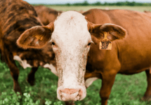 cattle-2-png-3