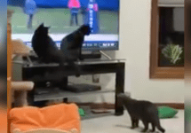 black cats watch other black cat on monday night football