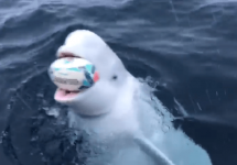 beluga-whale-in-water-with-rugby-ball-in-mouth-png-3