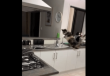 cat-jumps-backwards-off-counter-png