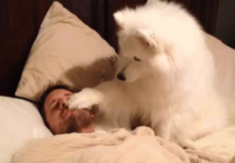 dog-wakes-up-owner
