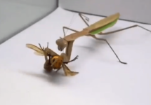 praying-mantis-eats-a-murder-hornet-png-2