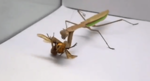 praying-mantis-eats-a-murder-hornet-png-2