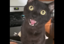 cat-meowing-png