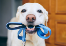 dog with leash waiting for a walk