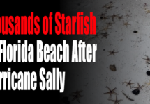thousands-of-starfish-hurricane-sally-png