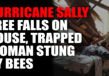 hurricane-sally-tree-house-bees-png