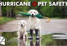 pets-hurricane-safety