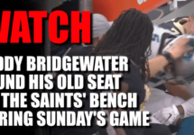 teddy-on-saints-bench-png
