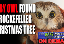 baby-owl-rockefeller-xmas-tree