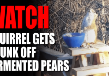 watch-squirrel-drunk-off-fermented-pears-png