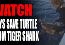 watch-guys-save-turtle-from-tiger-shark-png