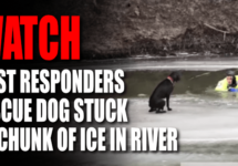 watch-first-responders-rescue-dog-stuck-on-ice-png