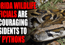 florida-wildlife-officials-eat-pythons-png
