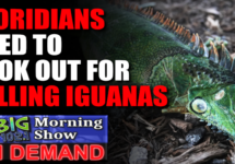 floridians-falling-iguanas