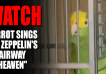 watch-parrot-sings-led-zeppelin