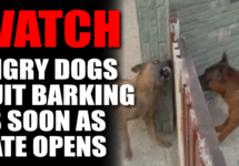 watch-angry-dogs-quit-barking-png