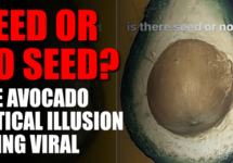 seed-or-no-seed-optical-illusion-png