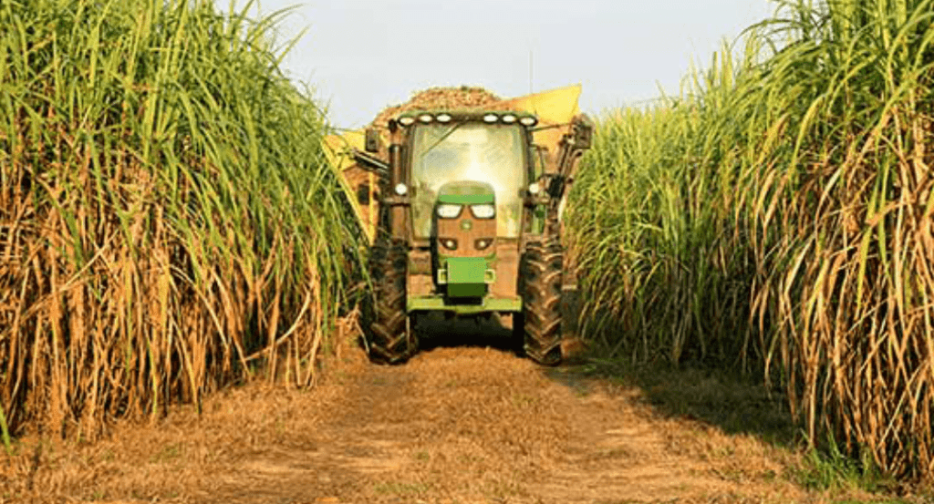 Louisiana Sugar Farmers Could Set Record Big 102.1 KYBGFM