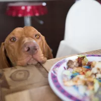 beggingdoginkitchen