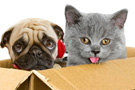 Pet Adoption Fair