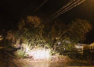 clarkson-downed-trees-11-15