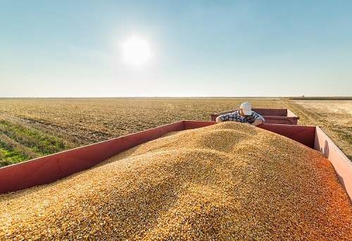 farmer-in-corn-fields