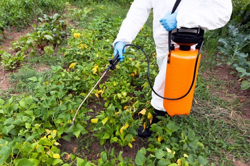 farmer-spraying-toxic-pesticides-in-the-vegetable-garden