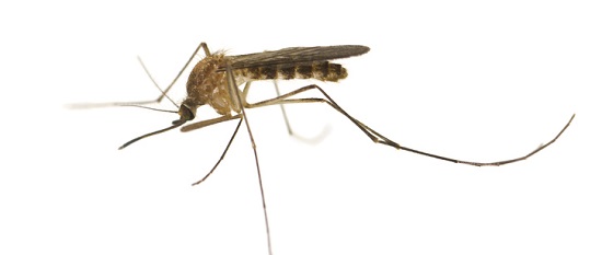 culex-mosquito