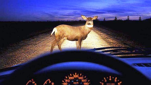deer-vs-car-accident-logo