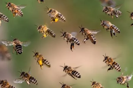 bee-swarm