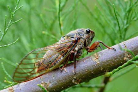 cicada
