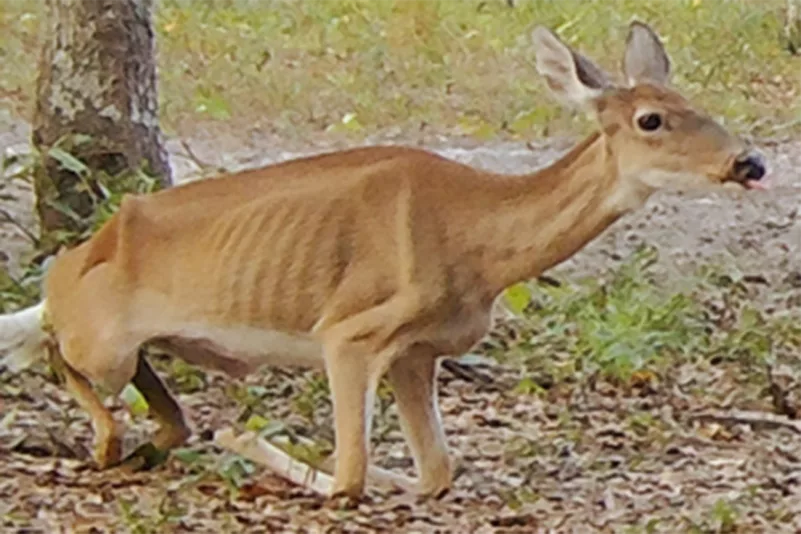 chronic-wasting-disease