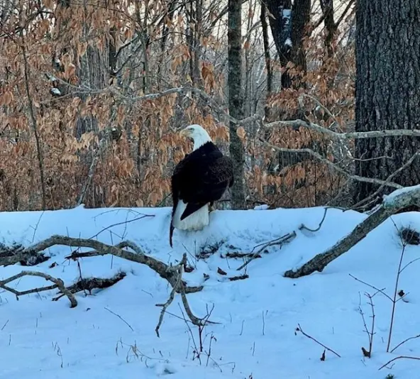 bald-eagle